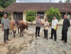3 Ekor Sapi Yang Hilang ditemukan, Korban Pencurian Apresiasi Kinerja Polsek Sukoharjo