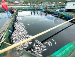 Fenomena Alam, Ribuan Ikan KJA Di Lumbok Seminung Lambar Mati, Pembudidaya Merugi