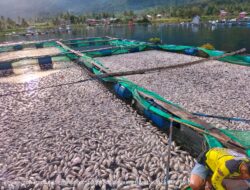Kerugian Petani KJA di Danau Lumbok Seminung Mencapai Rp.1 M
