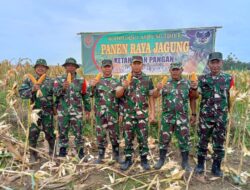 Koramil Purbolinggo Kembali Panen Raya Jagung Program Ketahanan Pangan