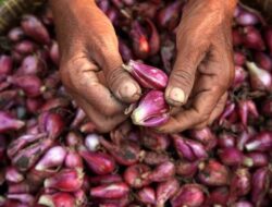 IRT Keluhkan Harga Bawang Merah Naik di Pasar