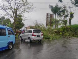 Hujan Disertai Angin Kencang Mambuat Pohon Tumbang Tutupi Badan Jalan di Lambar