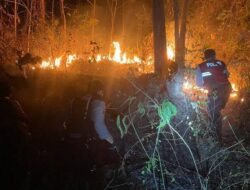 Bakar Rumput dan Daun Kering, Kebun Jati di Pringsewu Terbakar