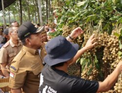 Gubernur Arinal Dorong Kabupaten Lampung Timur Sebagai Sentra Pengembangan Tanaman Kelengkeng