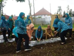 Peringatan Hari Kesatuan Gerak PKK Ke-52, TP PKK Lambar Tanam Bibit Cabai