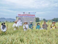 Pj.Bupati Pringsewu Panen Perdana Padi Organik Teknologi BBM