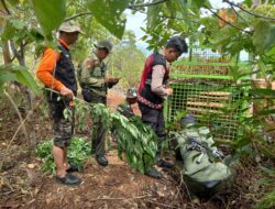 Penanganan Konflik dengan Harimau Sumatra, Polres Pesibar Gelar Patroli Intensif di Kawasan Rawan