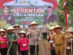 Pj. Bupati Lambar Bersama Forkopimda Lakukan Penanaman Jagung Serentak