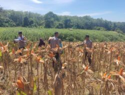 Dukung Ketahanan Pangan Kapolsek Rebang Tangkas Panen Jagung Bersama