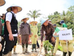 Kajati Lampung dan Bupati Parosil Tanam Padi Bersama Warga Sukau