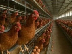 Warga Gisting Terusik Polusi Udara dan Bau Ternak dari PT Multibreeder Adirama Indonesia