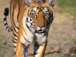 Masyarakat Takut Ada Jejak Kaki Harimau Di Kecamatan Way Tuba Kab Way Kanan