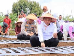 Parosil Mabsus Pimpin Tanam Perdana, Lampung Barat Mulai Kembangkan Bawang Putih