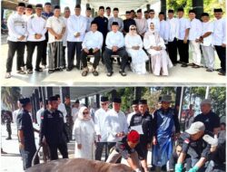 Bupati Tanggamus Saksikan Penyembelihan Hewan Kurban, 2000 Bungkus Daging Siap Dibagikan