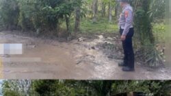 Polisi Tangani Laka Tunggal Truk Bermuatan Ratusan Ternak