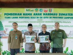 Gubernur Rahmat Mirzani Djausal Perkenalkan Anak Harimau Sumatera Bernama Puspa dan Muli Sikop di Taman Satwa Lembah Hijau, Minimnya Populasi Membuat Konservasi Satwa Liar Kian Mendesak