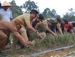 Bupati Lambar dan Kapolres Lampung Barat Hadiri Panen Perdana Bawang putih